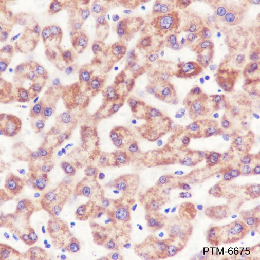 PTM BIO