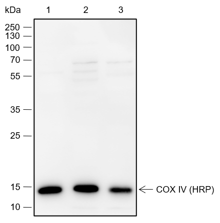 PTM BIO