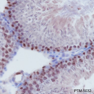 PTM BIO